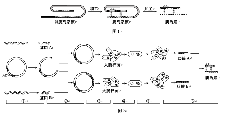 动物乳腺生物反应器能被应用于现代生物制药下图为利用奶牛生产抗病毒