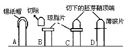 科学家在研究植物向光性的过程中发现了生长素,下列有关研究过程及