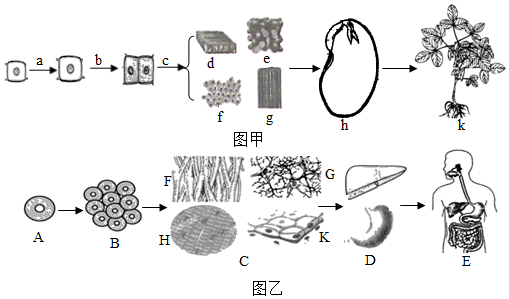 图甲是生物兴趣小组绘制的大豆结构层次图,图乙是绘制