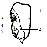 【推荐3】如图是玉米种子结构图,把碘液滴在纵剖面上,变蓝的是(   )