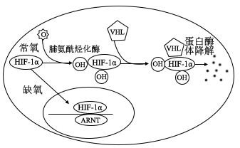 分子与细胞 细胞的代谢 细胞呼吸 细胞呼吸的方式及过程 无氧呼吸过程