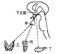 如图是人的神经系统和内分泌系统的部分结构示意图,甲,乙,丙,丁分别