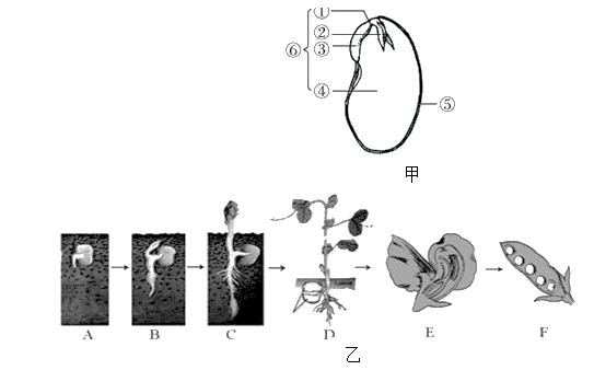 【推荐3】下图甲是大豆种子的部分结构示意图,图乙描述的是大豆生活