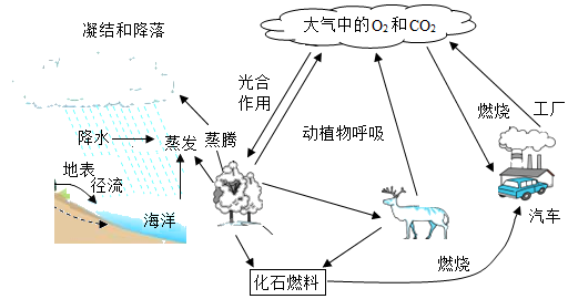 氧气的物理性质及贮存(1)从物质变化及分子角度看,三种循环中有一种