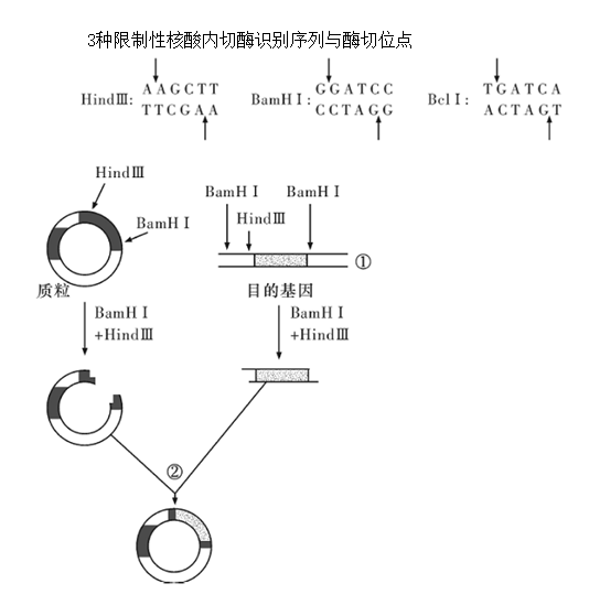 高中生物综合库 生物技术实践 dna和蛋白质技术 pcr扩增的原理与过程