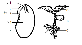 【推荐3】如图为大豆种子和幼苗结构示意图,请据图回答