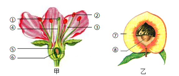及功能 【推荐1】下图甲是桃花的结构模式图,图乙是桃的果实示意图