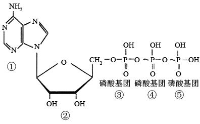 随后迅速分离细胞内的atp,测定其放射性,下图代表atp的结构