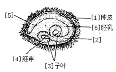 下面是菜豆和玉米种子结构示意图,请根据图回答问题.