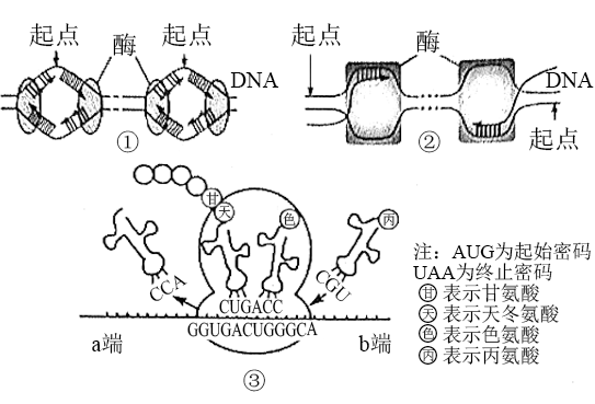 下图是中心法则示意图,各个数字代表不同的过程.请据图回答问题.