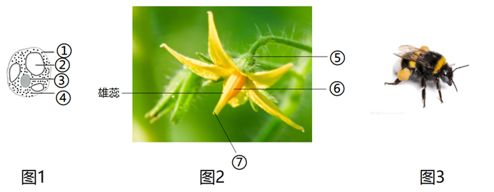 【推荐3】图1为番茄果肉细胞示意图,图2示番茄花(⑤⑥⑦组成雌蕊),图3