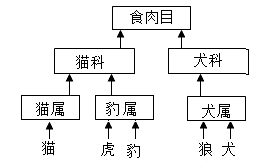 观察下列动物的分类,并回答有关问题