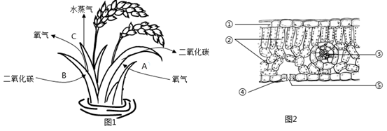 图1中a,b,c表示水稻进行的三个生理过程,图2是水稻叶片横切面结构示意