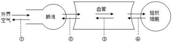 【推荐1】图中①～④表示人体与外界进行气体交换的过程,下列相关叙述