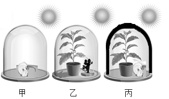 光合作用探究植物光合作用光合作用小鼠实验玻璃罩中的小鼠死亡密闭