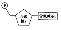 若五碳糖a是