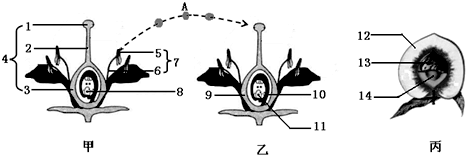 如圖甲乙是兩朵桃花的結構模式圖,圖丙是桃的果實結構示意圖,請分析