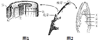如图1木本植物茎的横切面结构示意图 木本植物的茎从外到内依次由 四部分构成 图2为枝芽及其结构示意图 请据图回答下列问题 1 植物体内有部分 细胞始终保持 茎的横切面结构示意图