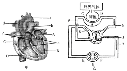 【推薦1】根據心臟結構和人體血液循環示意圖,回答下列問題
