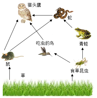 生态系统的组成成分及各成分的功能(1)该生态系统中有__条食物链