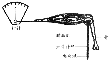 【推荐2】科研人员为验证"蛙的腓肠肌收缩所需的直接能源物质是atp,而