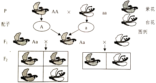 遗传的基本规律 基因的分离定律 孟德尔一对相对性状的杂交实验