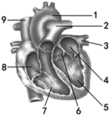 如圖是心臟的結構圖,據圖回答.