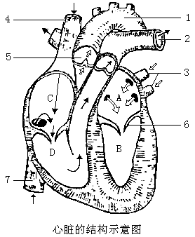 【推荐2】如图为心脏结构示意图,请根据图回答