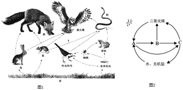 老虎的食物链示意图