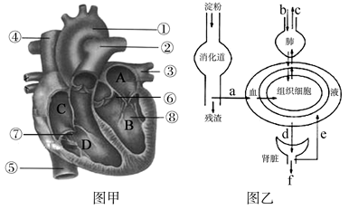 初中生物綜合庫 生物圈中的人 人體內物質的運輸 輸送血液的泵---心臟