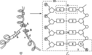 下图是dna分子结构模式图,请写有关的名称,并按要求回答下面的问题.