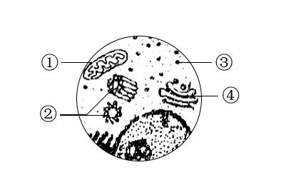 下图中①~④表示某细胞的部分细胞器,下列有关叙述正确的是()a