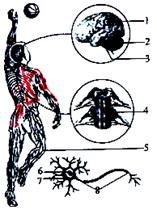 CBA中文网——中国男子篮球职业联赛赛程比分+球队数据+盘口分析篮球联赛关于篮球联赛的所有信息