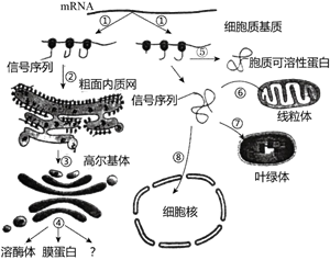下图1,2分别为植物细胞和动物细胞的亚显微结构模式图据图回答问题