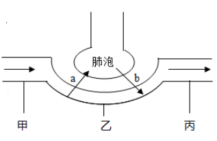 肺内的气体交换图图片