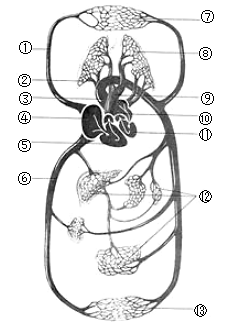 如图是人体血液循环示意图,a,b,c,d 表示心脏四个腔,箭头表示血液流动