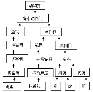 如图是部分哺乳动物分类图示请据图回答问题