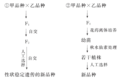 高中生物综合库 遗传与进化 生物的变异与育种 育种 杂交育种(1)第①