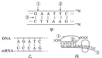 高中生物綜合庫 遺傳與進化 遺傳的分子基礎 dna分子的結構和複製 dna