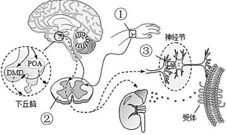 下圖是神經遞質多巴胺的釋放和轉運機理,mnda為細胞膜上的結構;研究