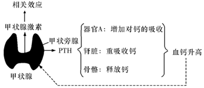 垂體在人體生理調節過程中發揮著重要作用,請回答下列有關問題