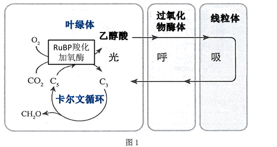 有關光合作用的問題: (1)在植物的葉肉細胞中存在著圖1所示的代謝過程