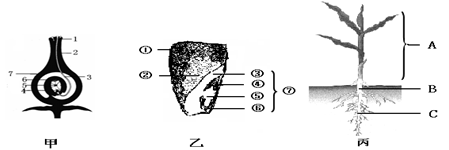 【推薦2】據甲,乙,丙三圖所示的傳粉和受精過程,玉米種子結構,玉米