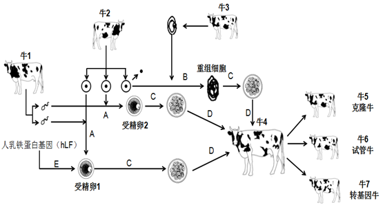 (1)克隆动物培养过程与图示繁殖过程相比特有的技术手段是