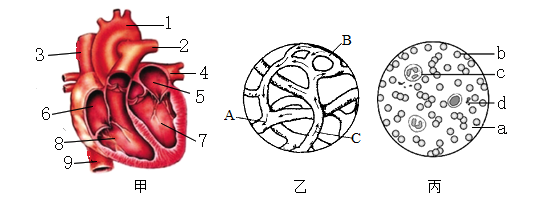 圖是人體心臟結構示意圖,據圖回答下列問題