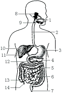 初中生物综合库 生物圈中的人 人体的营养 消化和吸收 消化道各器官的