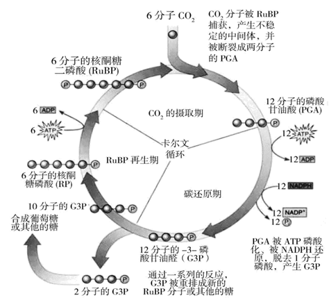 美国科学家卡尔文