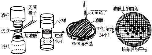 燃油滤清器指示剂的水图片