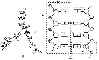 图为dna分子复制的图解,请据图回答有关问题