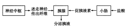 下图表示胰液分泌调节的部分过程.请回答下列问题